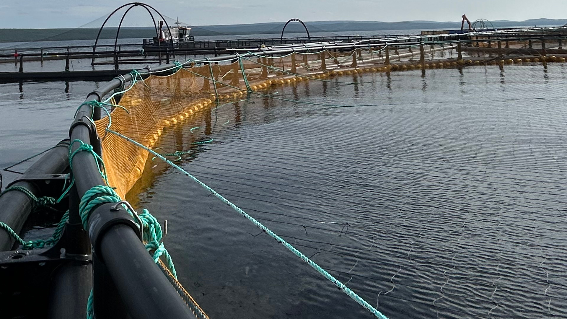 fiskodlingskasse i sjö