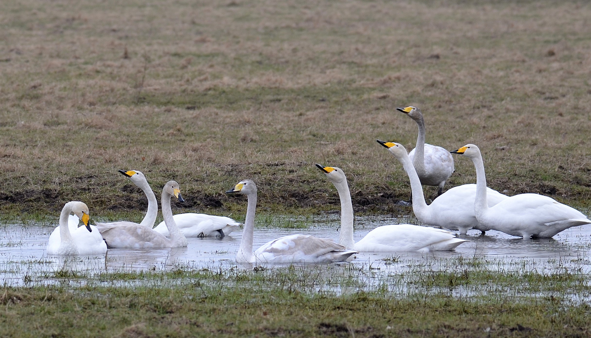 Grupp med svanar i vattensamling. Foto