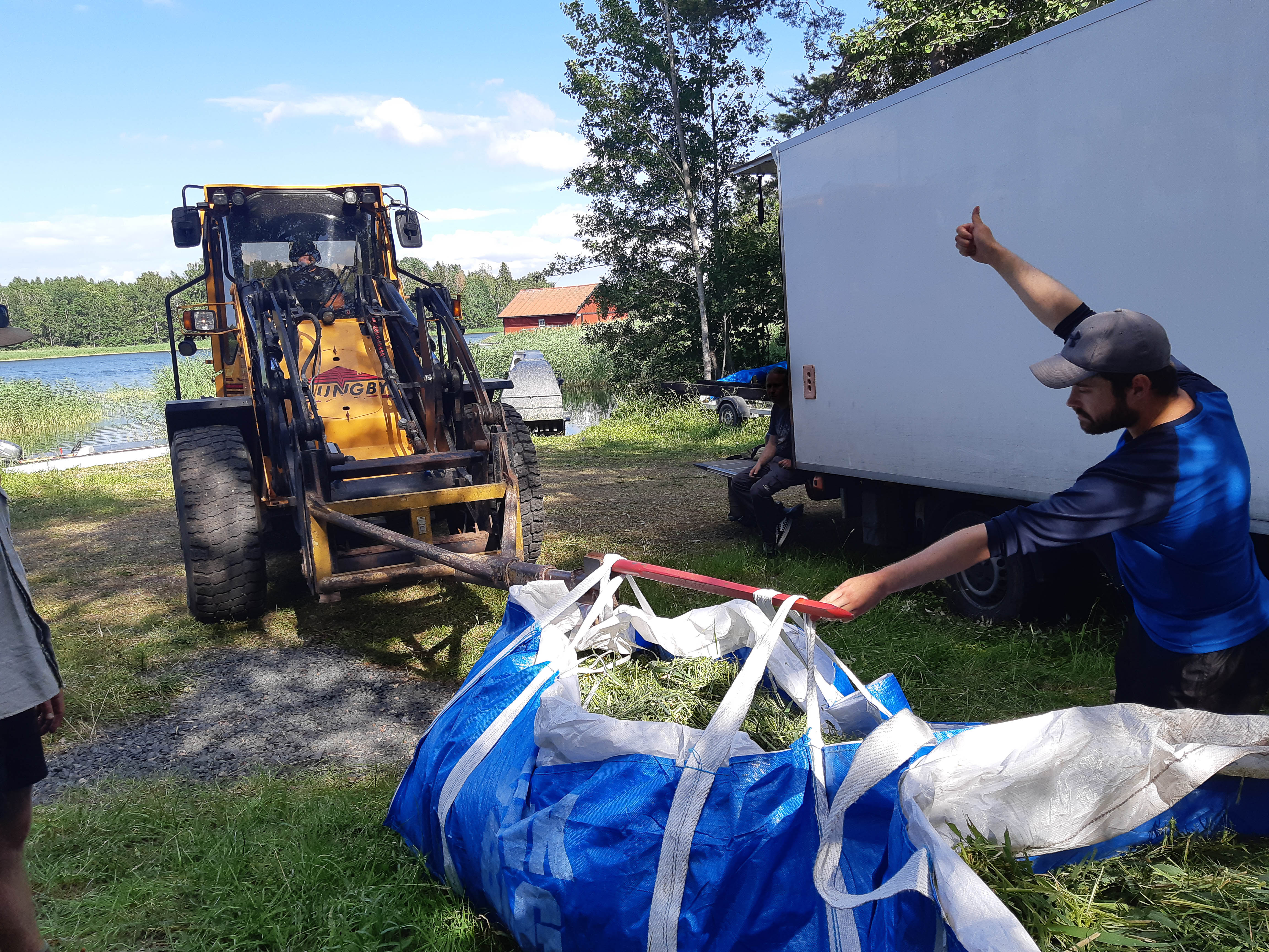 Nyskördad vass transporteras.