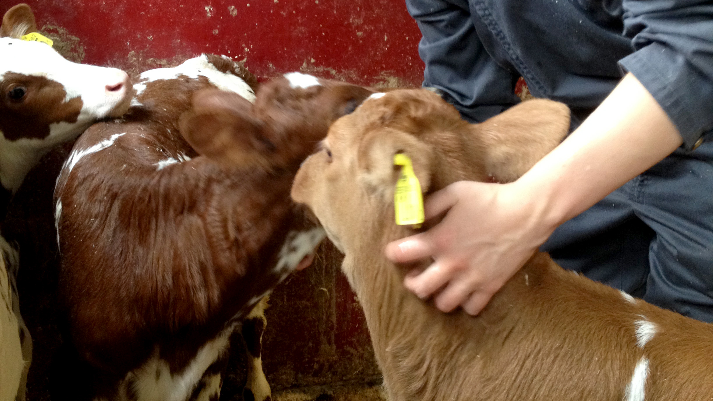 En forskare och några kalvar. Foto.