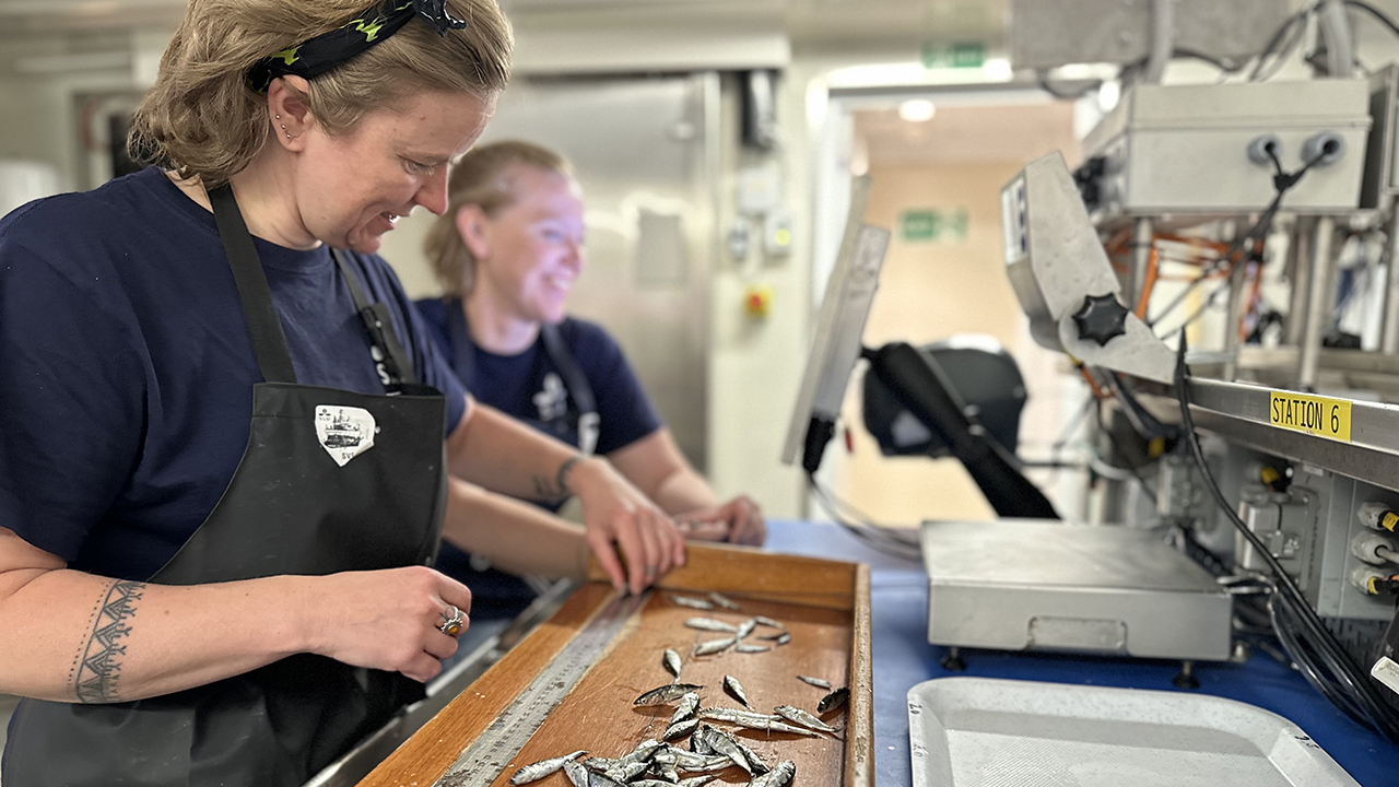 Två kvinnor mäter och sorterar fisk