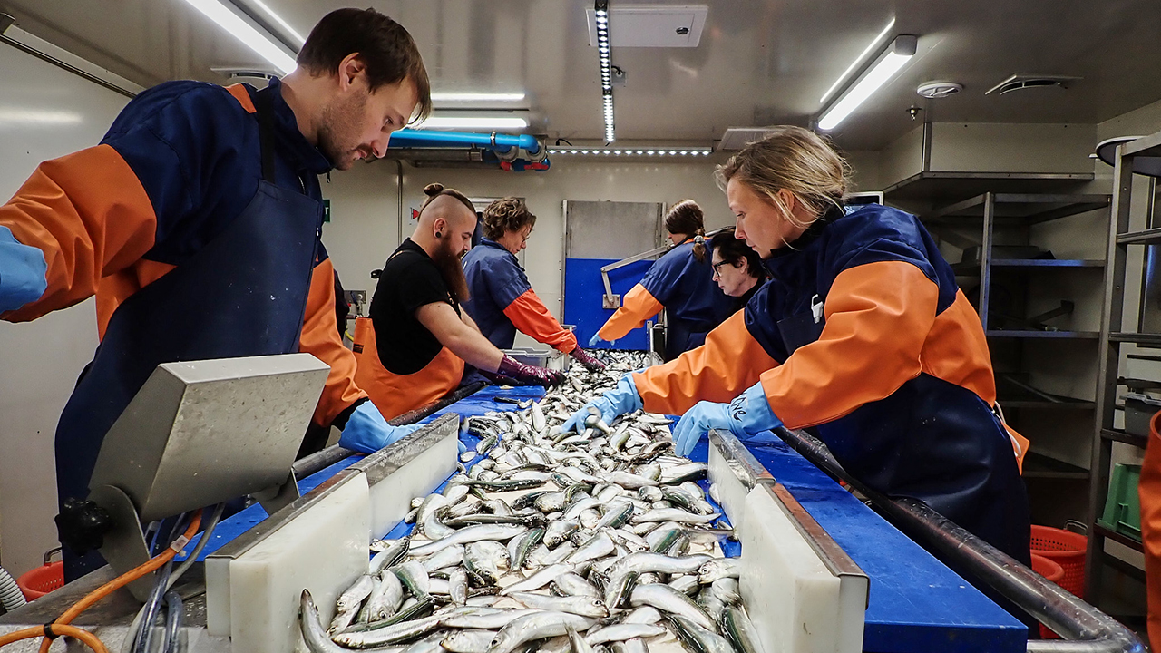 Personer som sorterar fisk vid ett löpande band