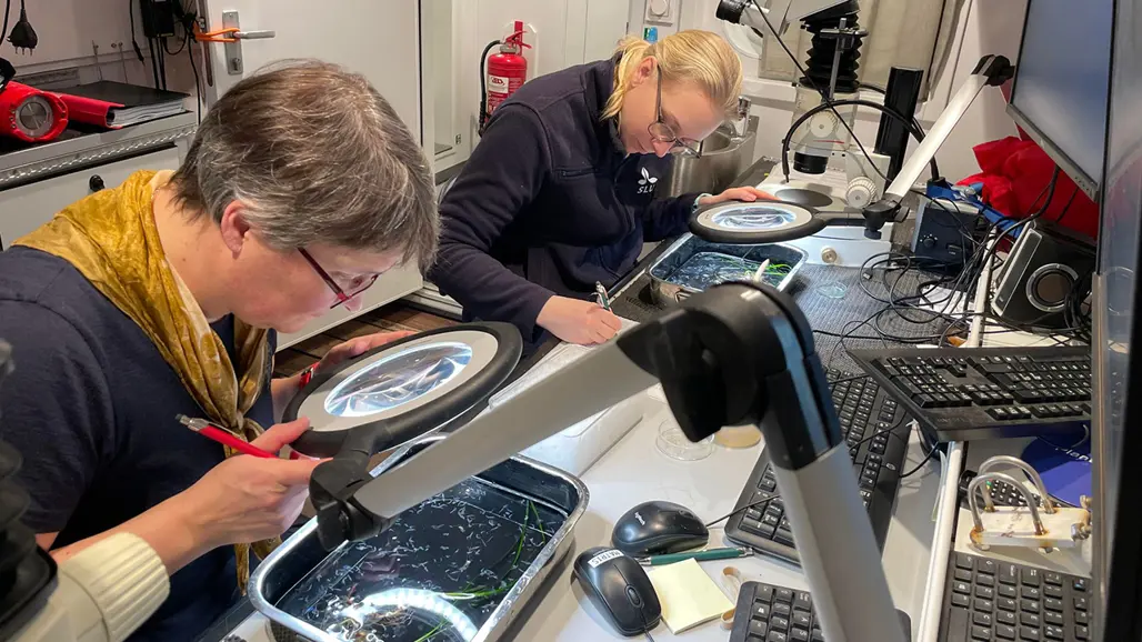 Två personer tittar på plankton i labbmiljö