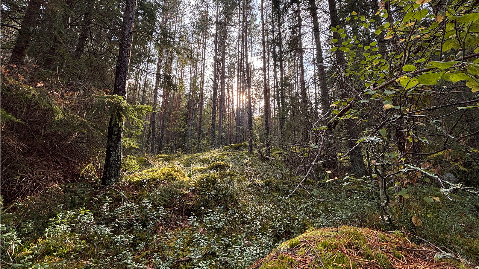Naturskog med fokus på marken