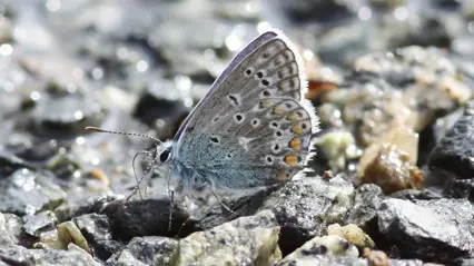 Butterfly with gray-turquoise wings featuring yellow and black spots on rocky ground. Photo