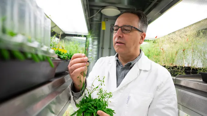 A man in a lab coat examines a plant in a growth chamber.