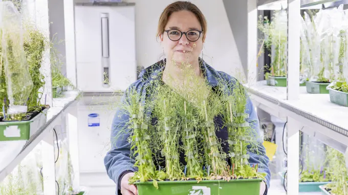 A woman holds a tray of plants in a plant research lab.