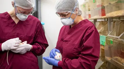 Två forskare i skyddskläder håller laboratoriemöss i händerna i ett djurlabb.