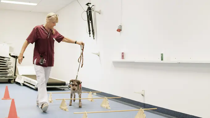 A woman leads a dog in a collar over a series of obstacles.