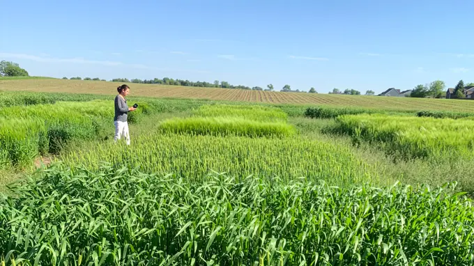 A woman walking on a green lush field.
