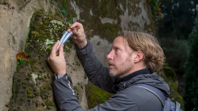 En person står vid en mossig klippa och samlar växtprover i rör.