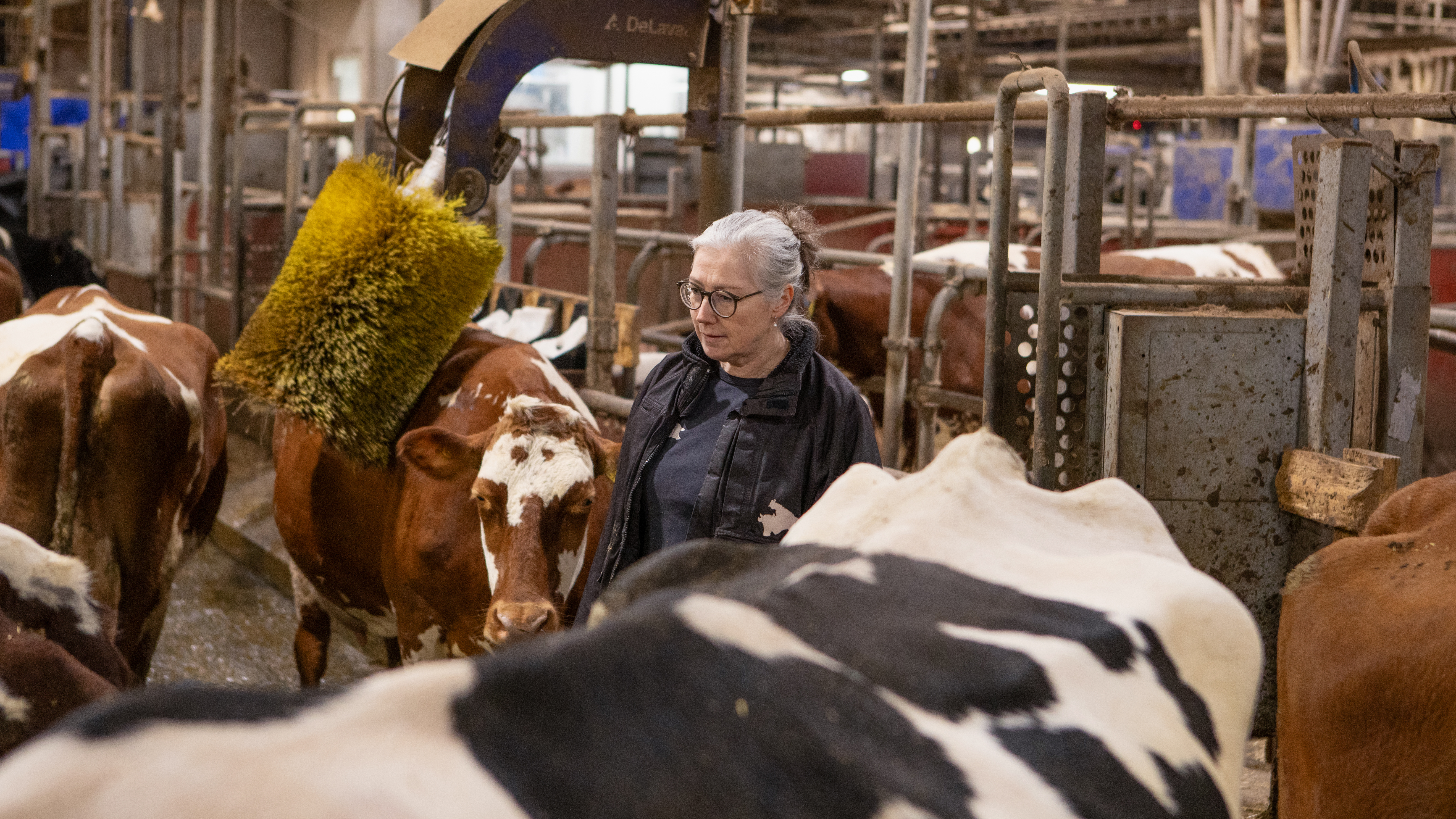 En kvinna står bland mjölkkor i en ladugård med lösdrift. 