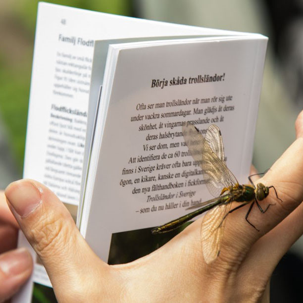 En bok och en trollslända