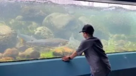 Pojke tittar på laxar i akvarium