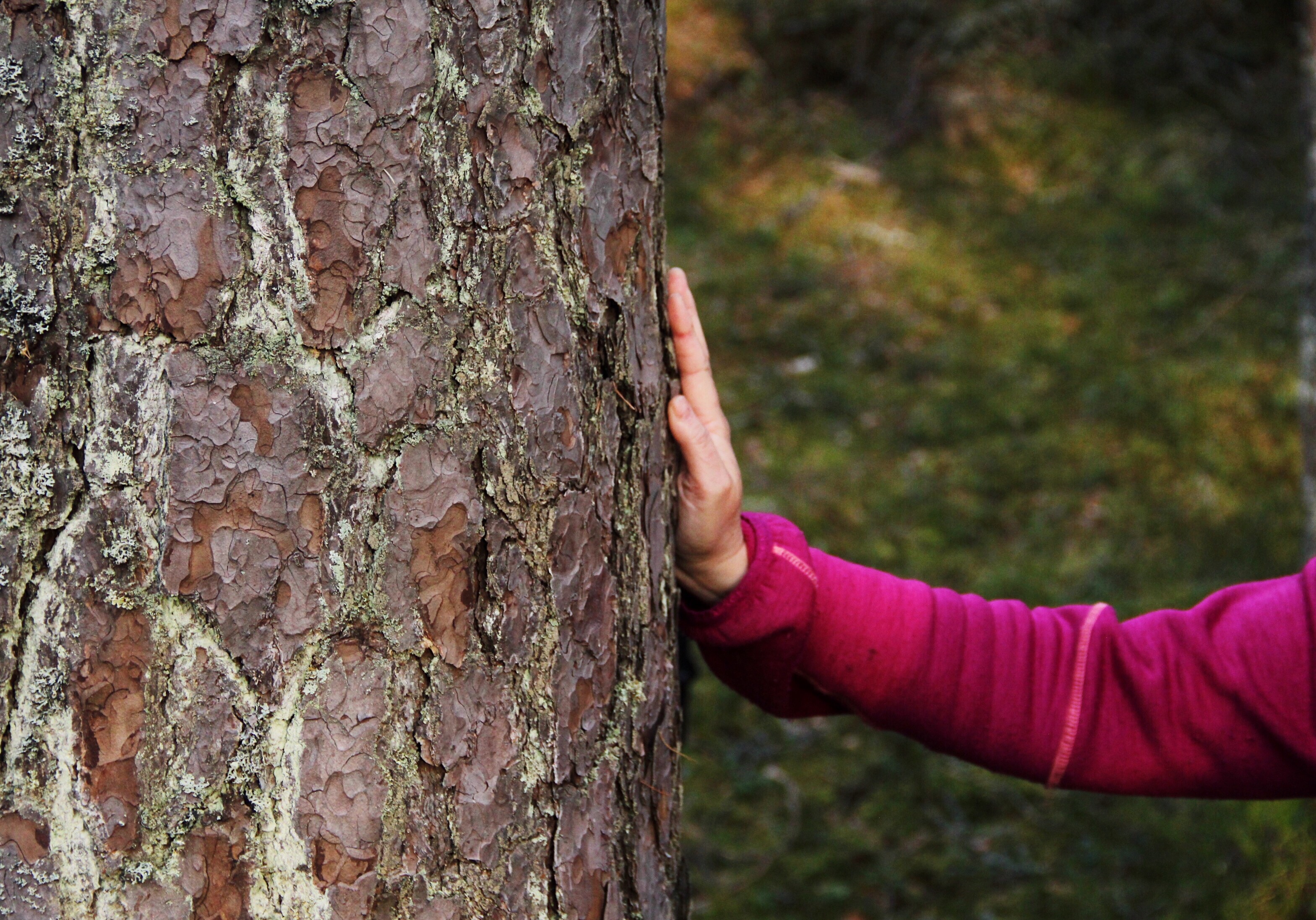 En hand på ett träd