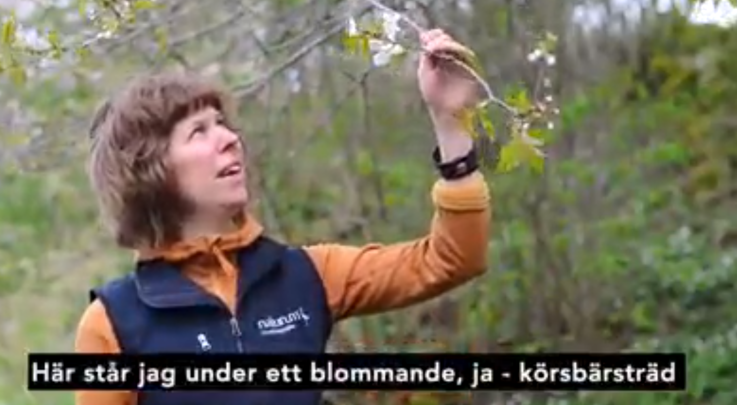 En kvinna vid ett körsbärsträd