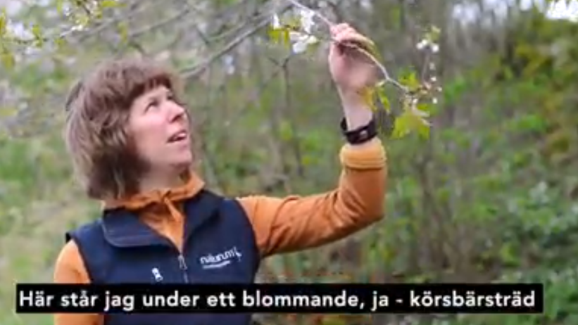 En kvinna vid ett körsbärsträd