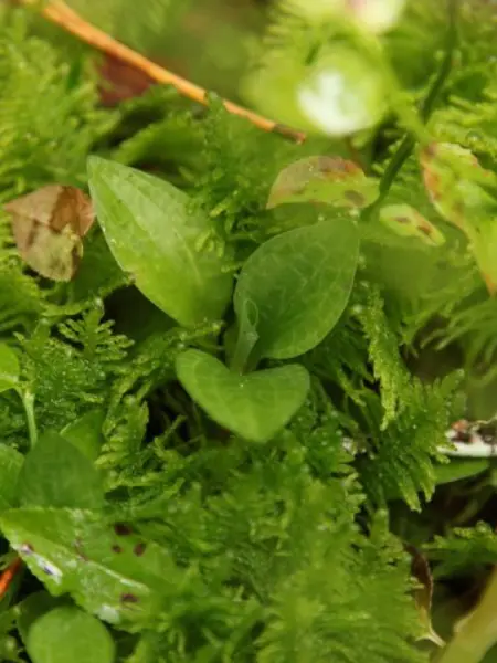 Blad från en orkidé