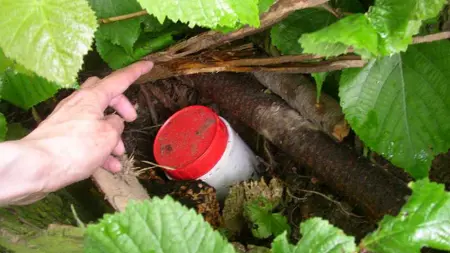 En deltagare hittar en skattgömma (cache) i ett buskage.