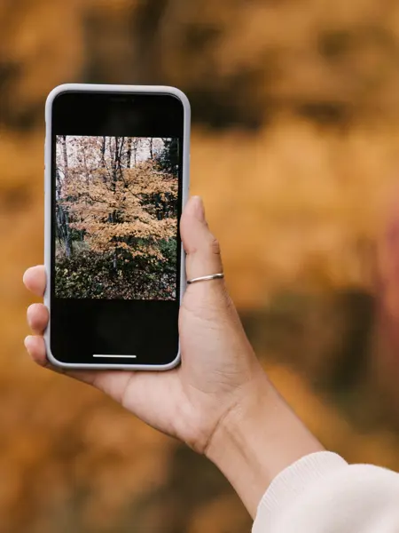Person som fotograferar träd med en smarttelefon.