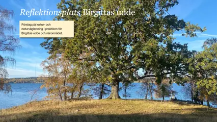 Sol och ett stort träd. Textruta och rubrik.