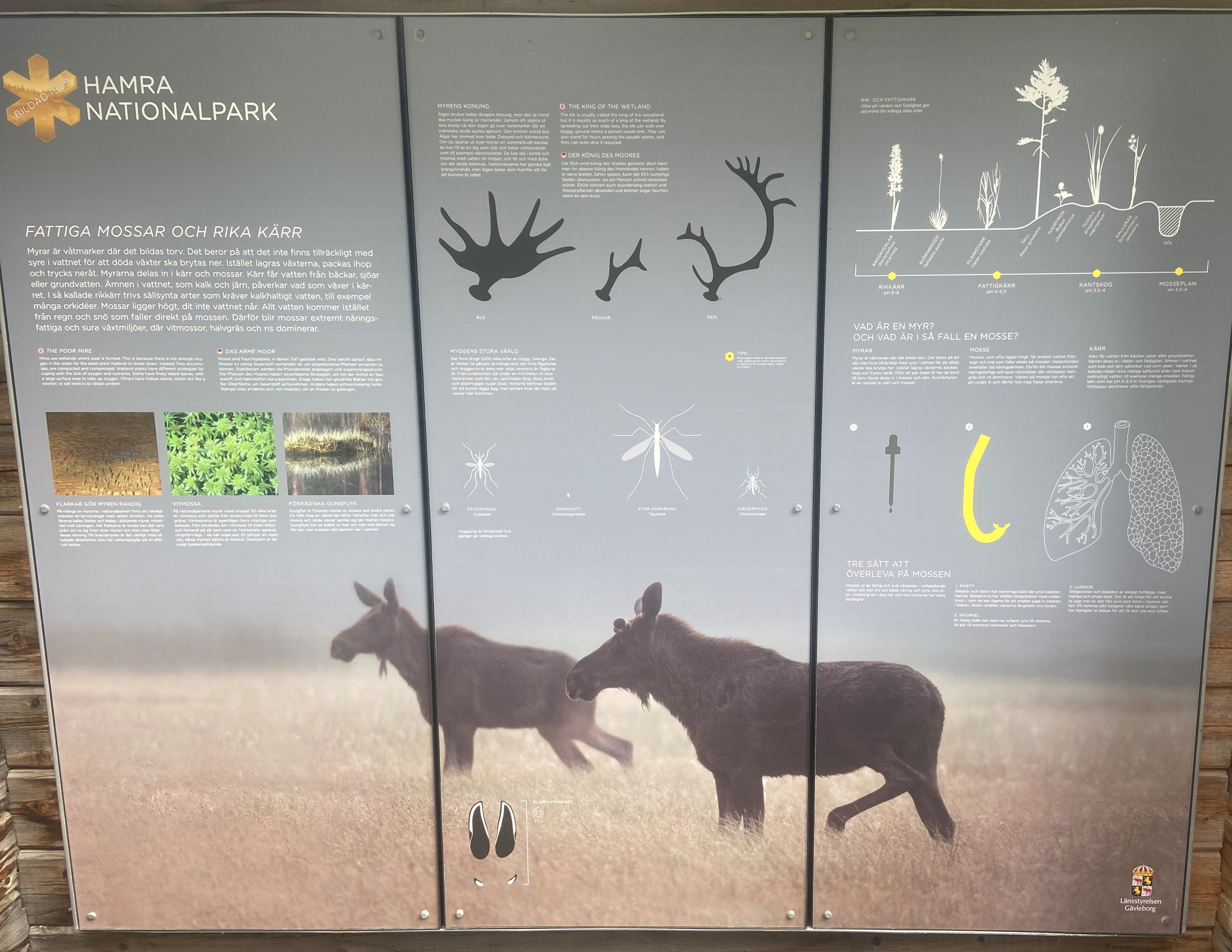 Utställningsvägg om våtmarker