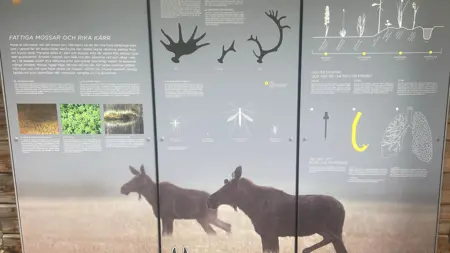 Utställningsvägg om våtmarker