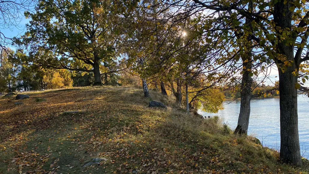 En udde där vattnet skymtar, en stor ek står i bakgrunden