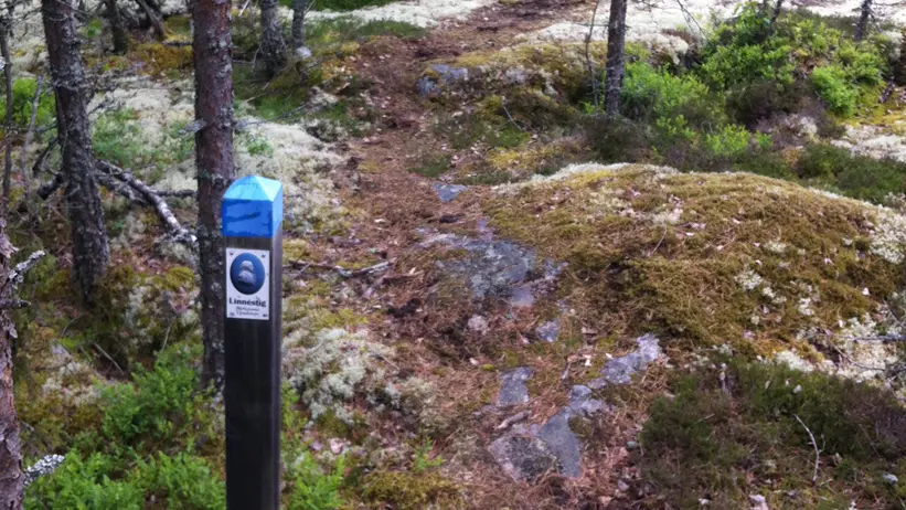 Hällmarkstallskog med skylt för Linnévandring