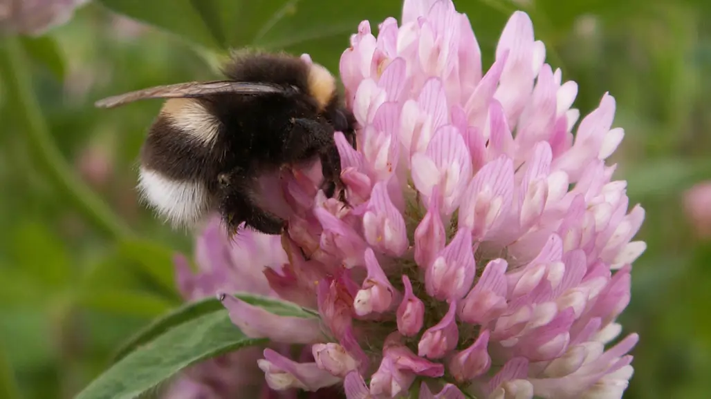 Bumble bee on a pink clover flower.