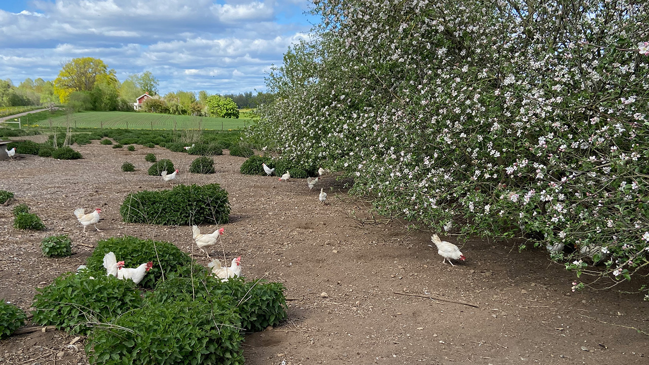 Vita hönor ute bland blommande äppelträd. Foto.
