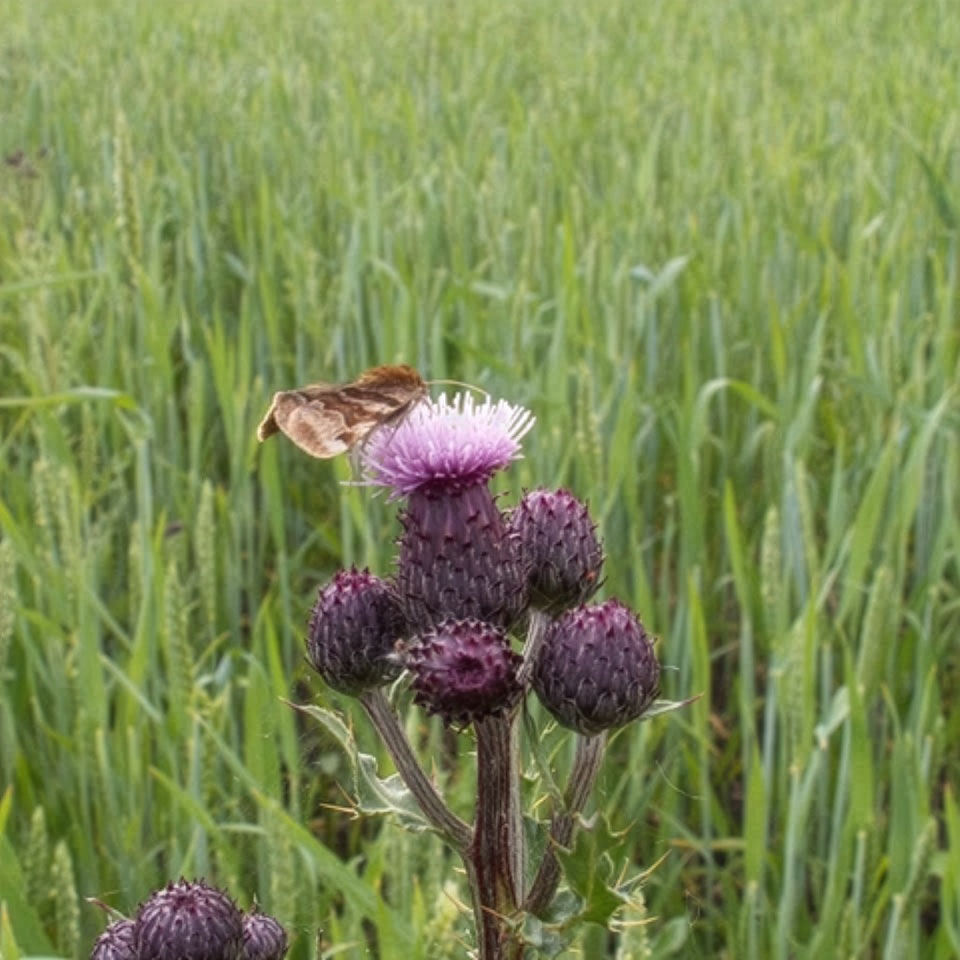 Fjäril på tistel i en spannmålsåker