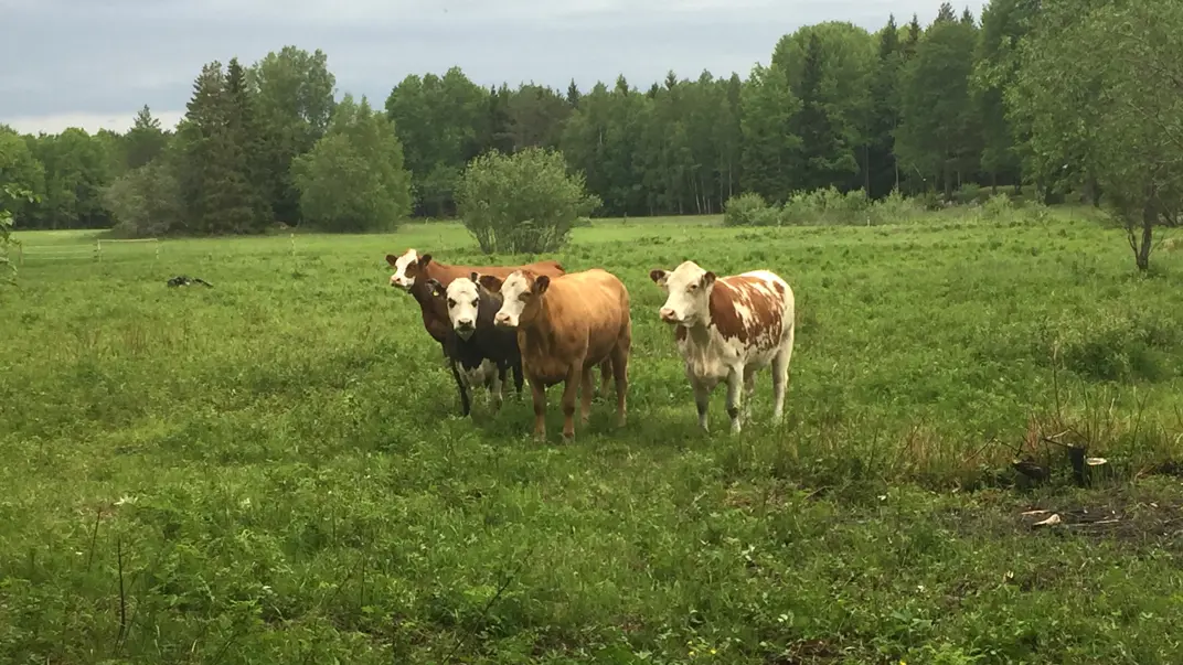 Fyra ljusbruna kor på naturbete, foto.