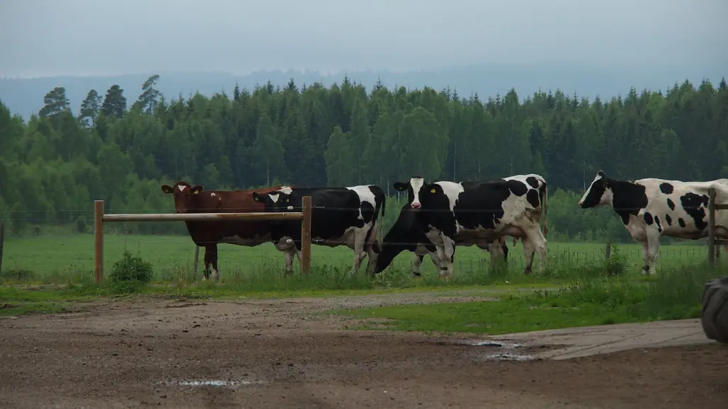 En grupp mjölkkor i hage, skog i bakgrunden. Foto.