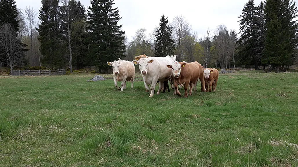 En grupp kor i en naturbeteshage. Foto