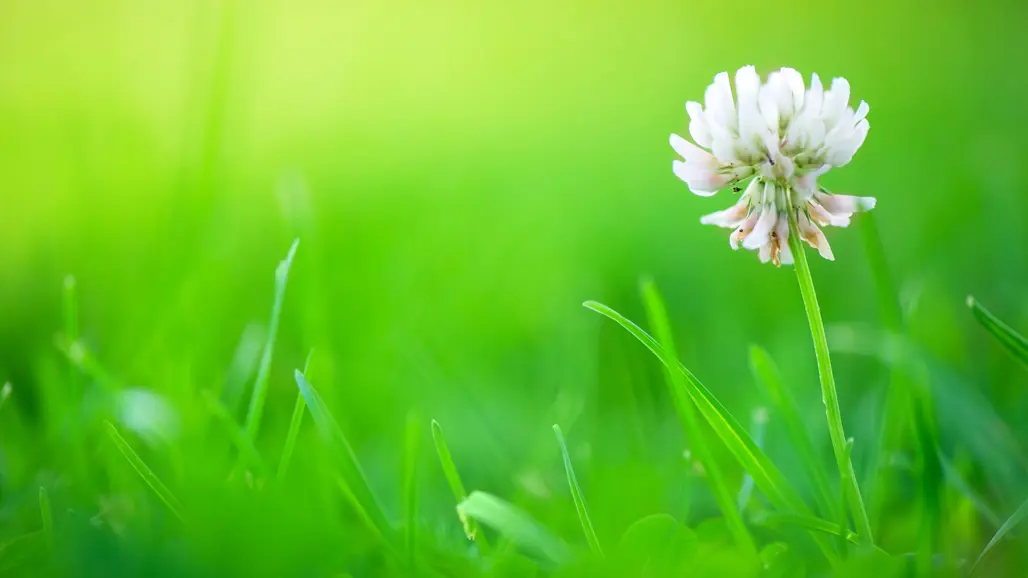 Närbild på vit klöverblomma mot grön bakgrund, foto.