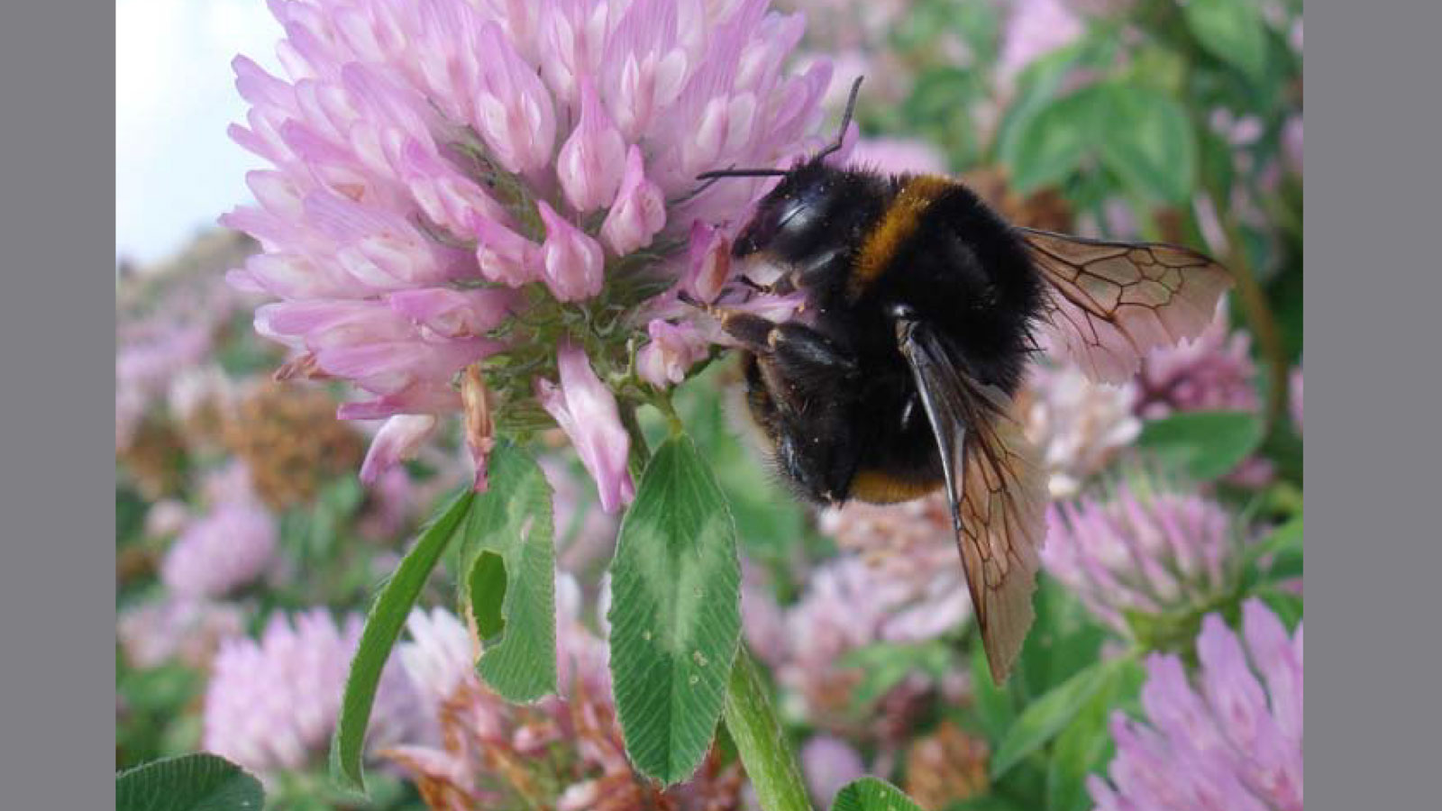 Bumblebee on red clover