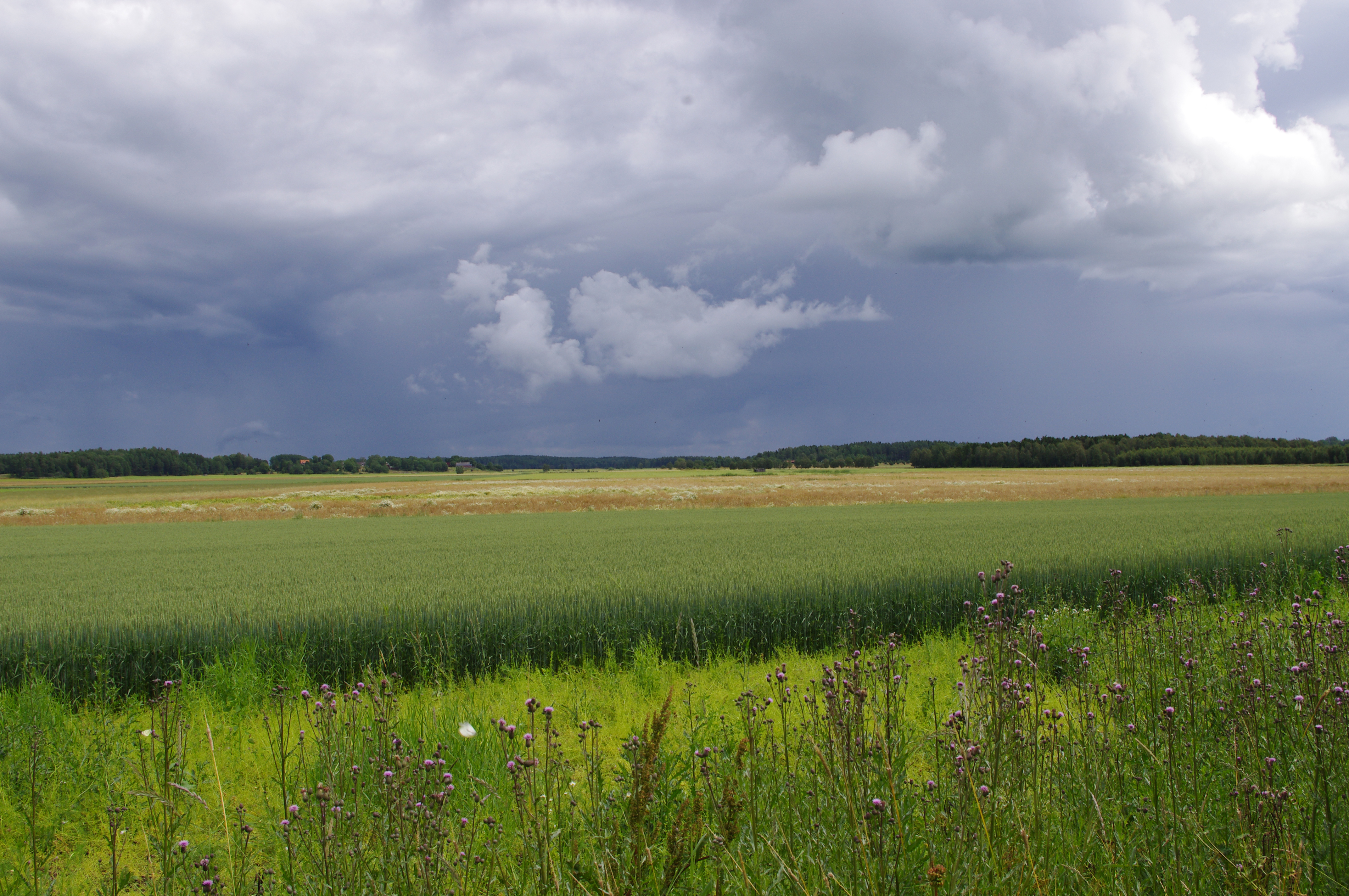 Ett jordbrukslandskap med mörka moln i bakgrunden. Foto