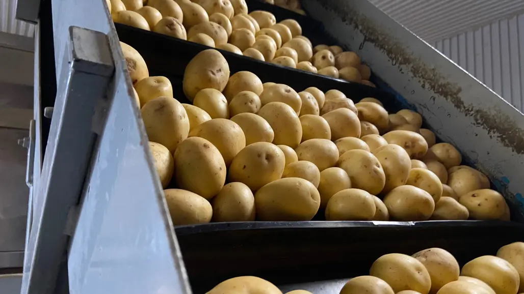 Potatis på ett transportband. Foto.