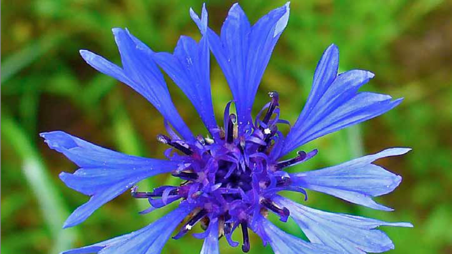 cornflower