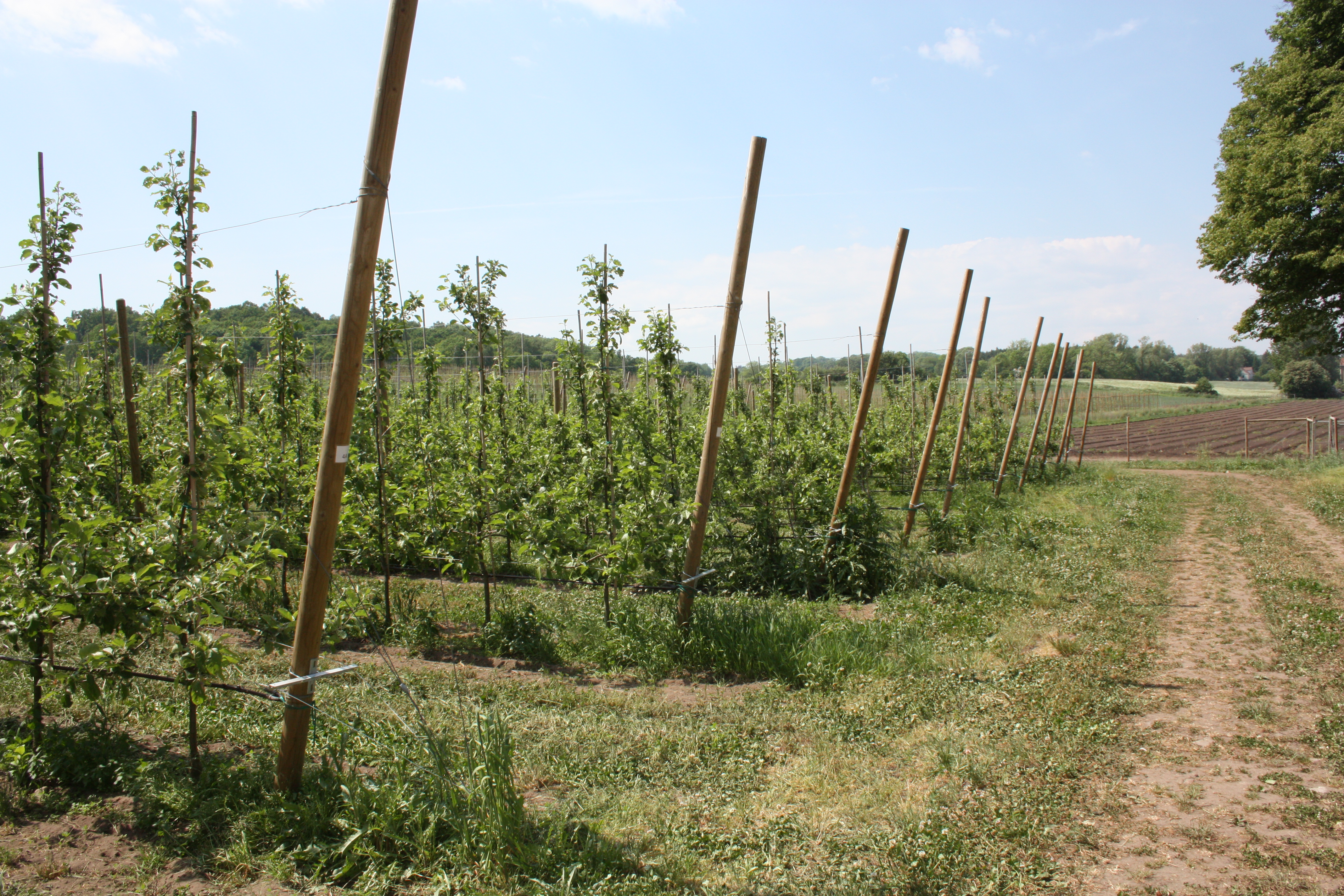 Ekologsk äppelodling, rader av spaljerade träd. Foto.