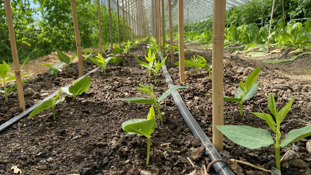 Små bönplantor i ett växthus. Foto.