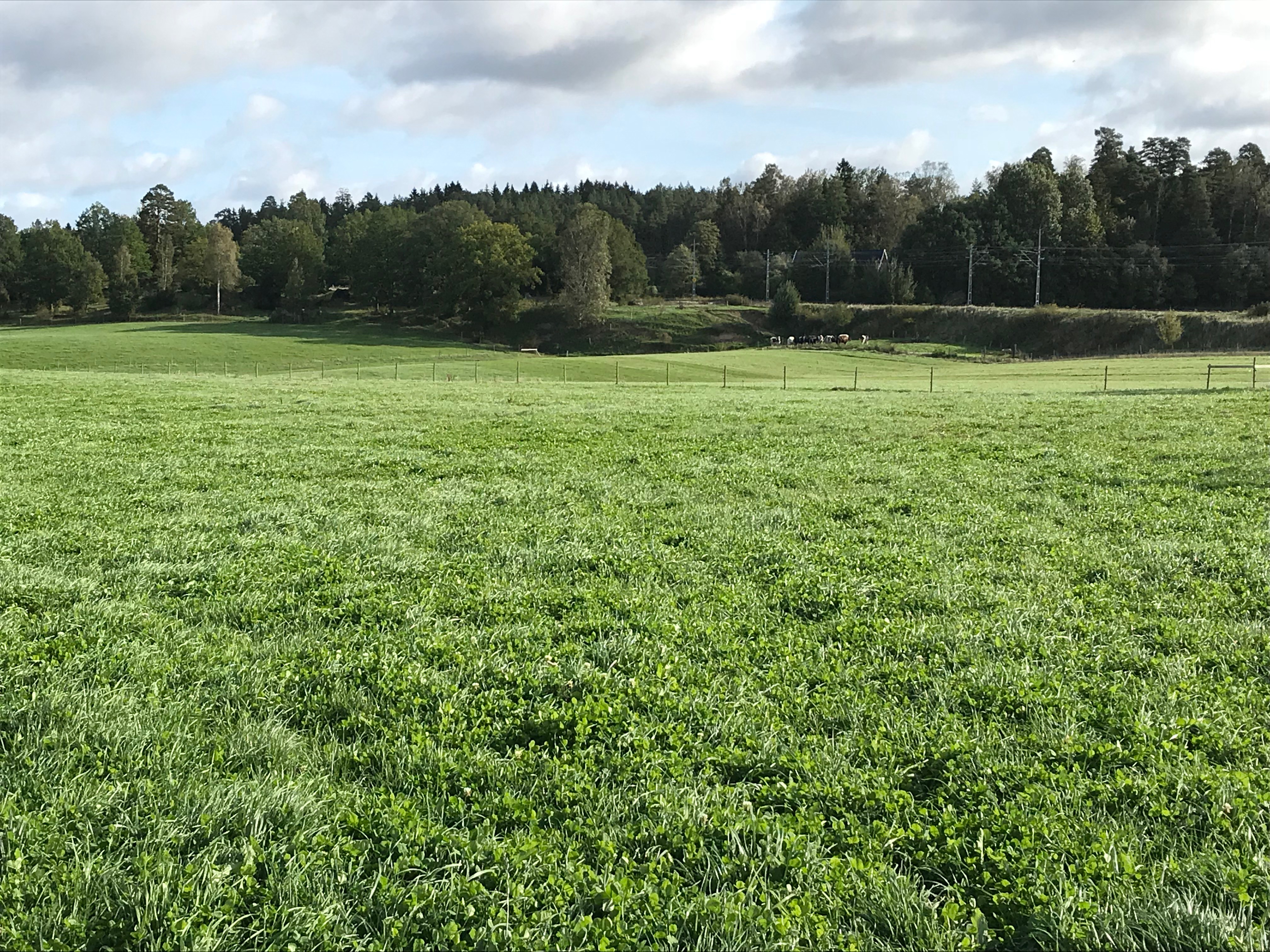 En betesvall med klöver. Foto.