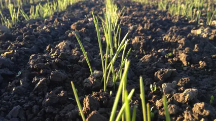 Närbild på havreplantor som tittar upp ur jorden. Foto.