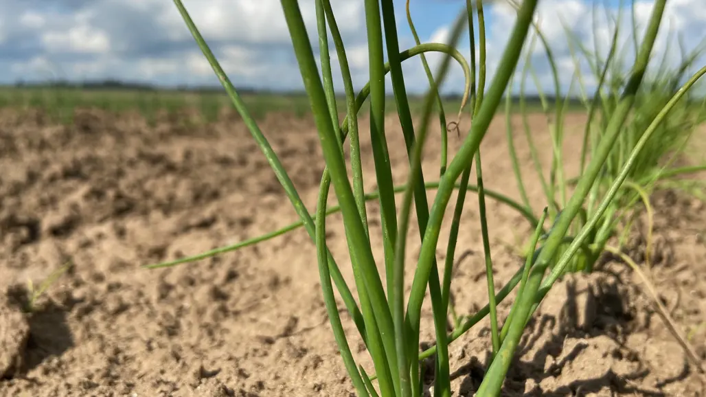 Rader med lökplantor på väg upp ur jorden. Foto.