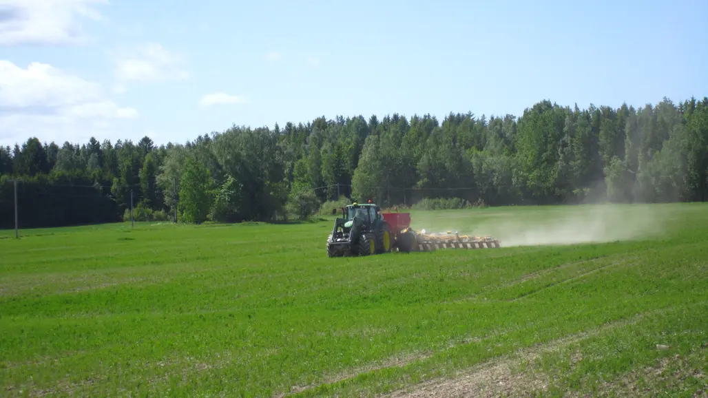 En traktor kör med ett redskap över en åker med små gröna plantor. Foto.