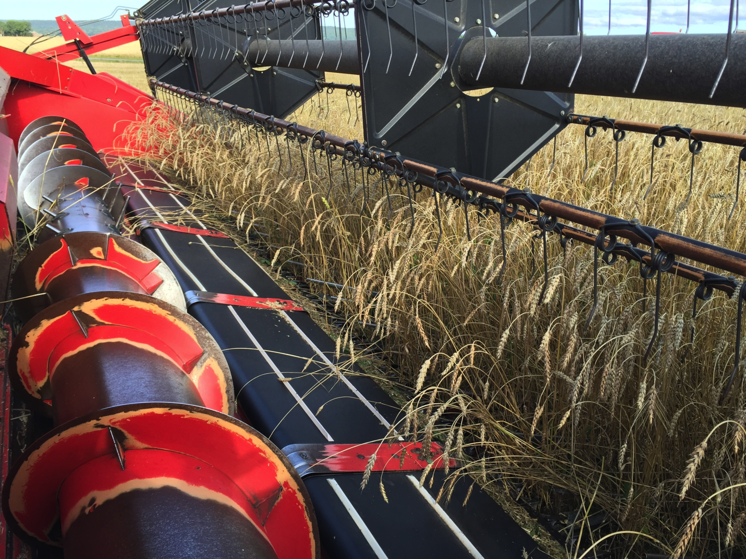Närbild på röd tröska som skördar vete. Foto.