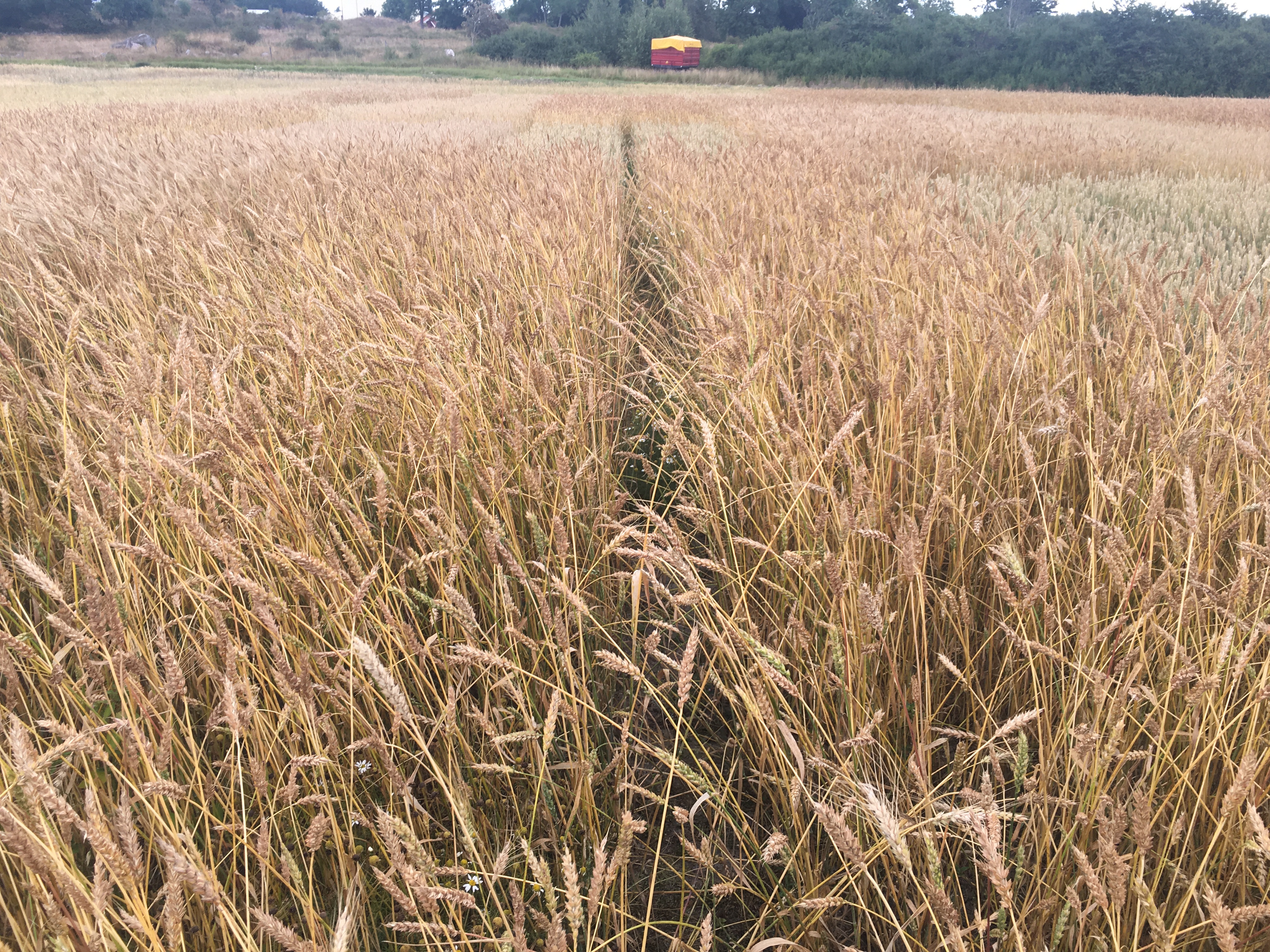 Åker med vårvete