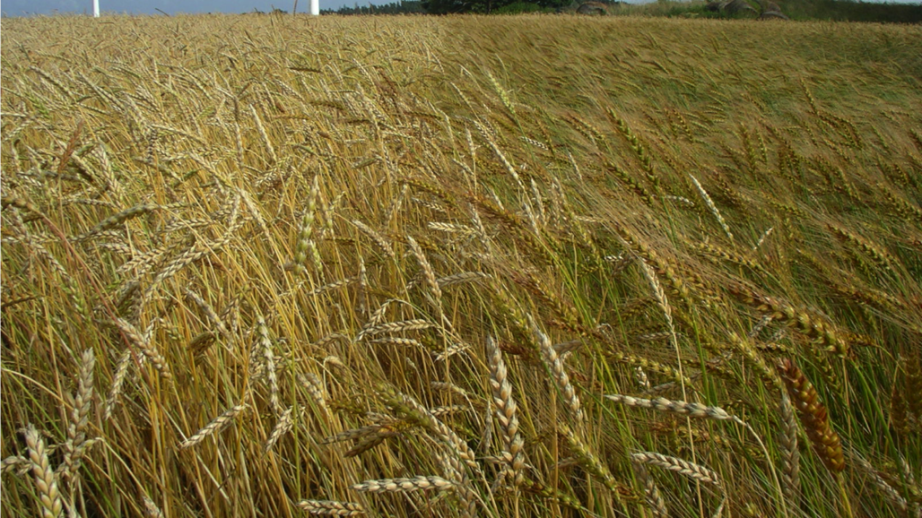 Ett moget spannmålsfält, träd och vindkraftverk i bakgrunden. Foto.