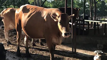 Some brown-red dairy cows outdoors at a feeding table in East Africa. Photo Elina Åsbjer.